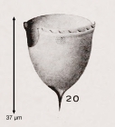 Acanthostomella lata Kofoid & Campbell, 1929
