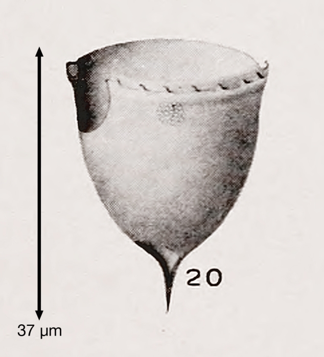 Acanthostomella lata Kofoid &amp; Campbell, 1929