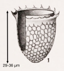 Acanthostomella minutissima Kofoid & Campbell, 1929