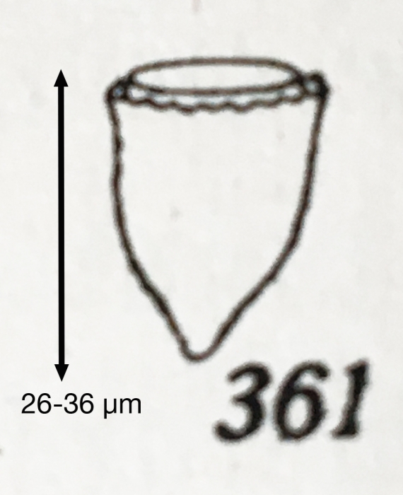 Acanthostomella obtusa Kofoid &amp; Campbell, 1929