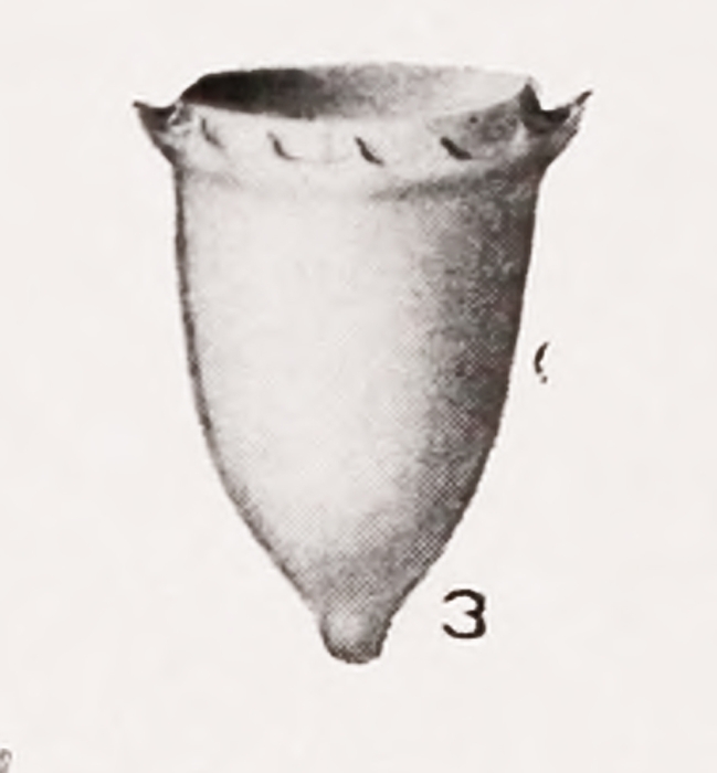 Acanthostomella obtusa Kofoid & Campbell, 1929 Acanthostomella obtusa Kofoid & Campbell, 1929