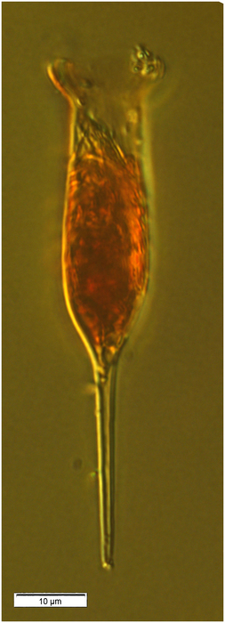Albatrossiella agassizi Kofoid &amp; Campbell, 1929