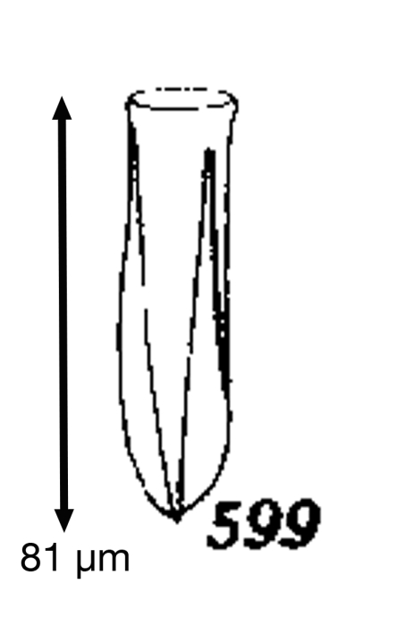 Amphorellopsis quadrangula Kofoid & Campbell, 1929 Amphorellopsis quadrangula Kofoid & Campbell, 1929