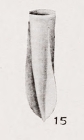 Amphorellopsis quadrangula Kofoid & Campbell, 1929