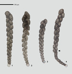 Plectocapillus antarcticus Lee, Kaminski & Frontalini, 2025