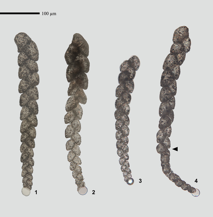 Plectocapillus antarcticus Lee, Kaminski &amp; Frontalini, 2025