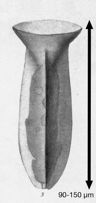 Tintinnus amphora var. quadrilineata Brandt 1906 Tintinnus amphora var. quadrilineata Brandt 1906