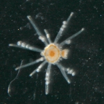 Staurocladia vallentini from Dunedin, New Zealand