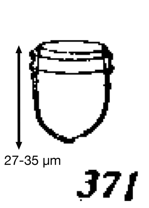 Craterella armilla Kofoid &amp; Campbell, 1929