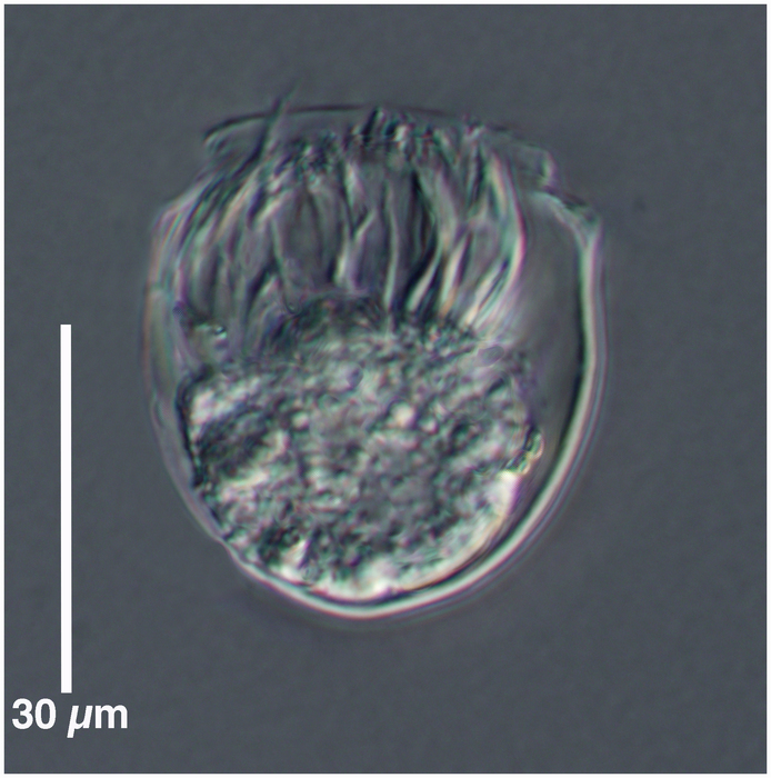 Ascampbelliella urceolata (Ostenfeld, 1899)