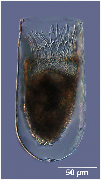 Bursaopsis vitrea Brandt, 1896 Bursaopsis vitrea Brandt, 1896