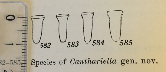Canthariella (Kofoid &amp;amp; Campbell, 1929)
