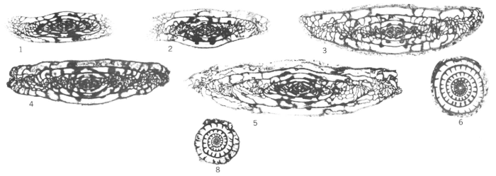 Triticites procerus Myers, 1967