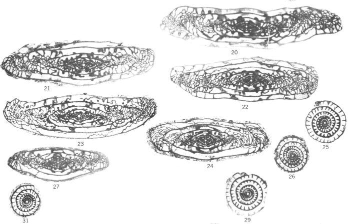 Triticites muscerda Myers, 1967
