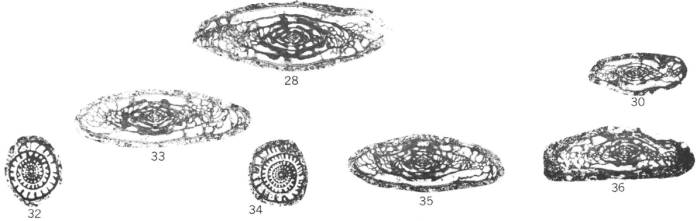 Triticites exilimuratus Myers, 1967
