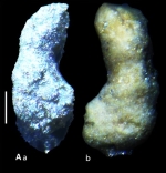 Bulbobaculites attashensis Jalloh and Kaminski, 2024