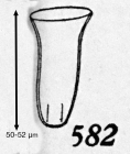 Canthariella septinaria Kofoid & Campbell, 1929