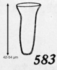 Canthariella truncata Kofoid & Campbell, 1929