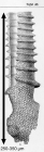 Cyttarocylis scalarius Brandt 1906
