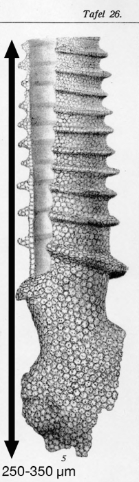 Cyttarocylis scalarius Brandt 1906