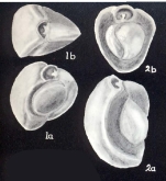 Triloculina latiformis McCulloch, 1981