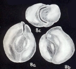 Scutuloris (?) simulata McCulloch, 1981