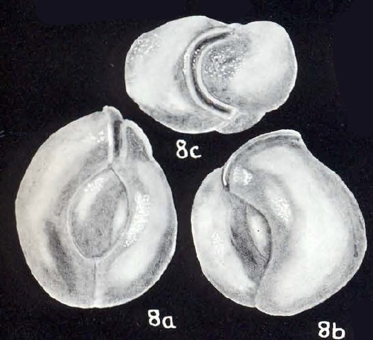 Scutuloris (?) simulata McCulloch, 1981 Scutuloris (?) simulata McCulloch, 1981