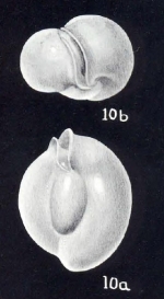 Miliolinella neocircularis McCulloch, 1981