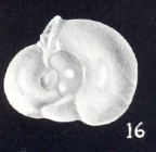 Neopateoris cubaguaensis McCulloch, 1981