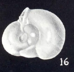 Neopateoris cubaguaensis McCulloch, 1981