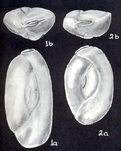 Quinqueloculina fastidiosa McCulloch, 1981