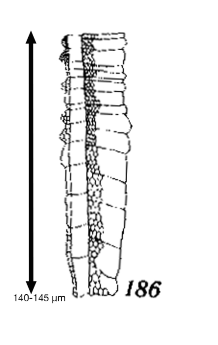 Climacocylis digitula Kofoid &amp; Campbell 1929