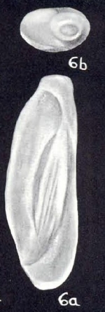 Quinqueloculina ignotiformis McCulloch, 1981