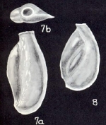 Edentostomina simplex McCulloch, 1981