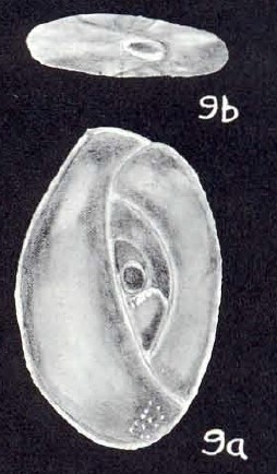 Ophthalmina (?) simplissima McCulloch, 1981 Ophthalmina (?) simplissima McCulloch, 1981
