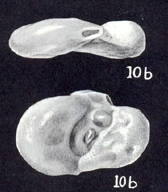 Ophthalmina (?) pulvula McCulloch, 1981 Ophthalmina (?) pulvula McCulloch, 1981