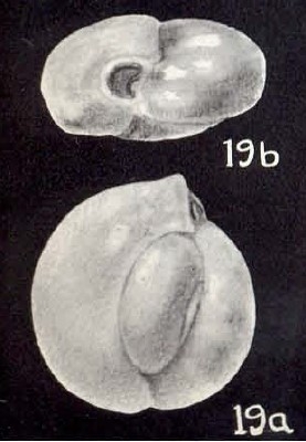 Quinqueloculina (?) fraudulenta McCulloch, 1981