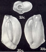 Triloculina (?) oblongiformis McCulloch, 1981