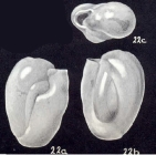 Neopateoris differens McCulloch, 1981