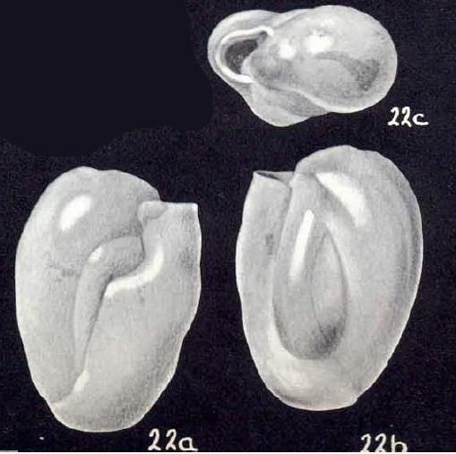 Neopateoris differens McCulloch, 1981