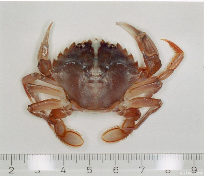 Liocarcinus holsatus (Fabricius, 1798) 