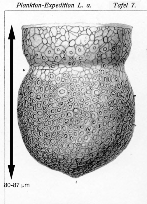 Codonella nationalis var. a Brandt 1906
