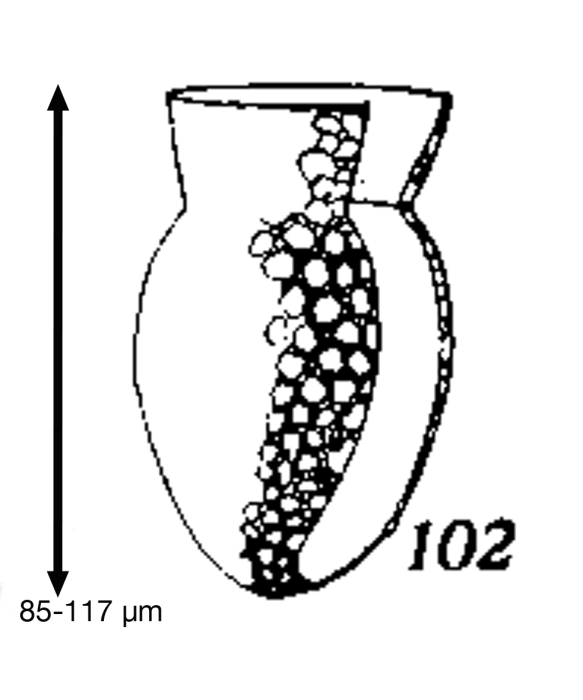 Codonella elongata Kofoid & Campbell, 1929 Codonella elongata Kofoid & Campbell, 1929