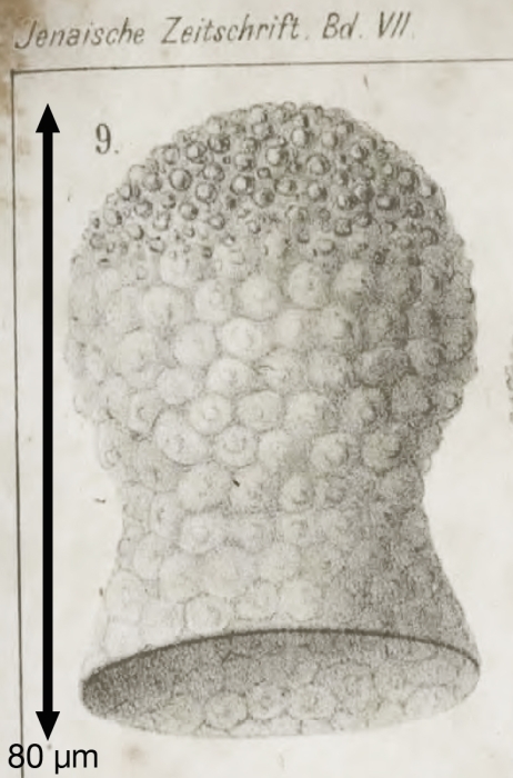 Codonella galea Haeckel, 1873