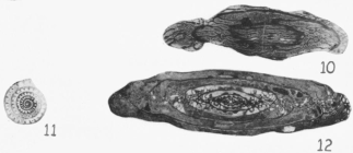 Triticites secalicus var. primarius Merchant & Keroher, 1939