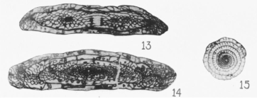 Triticites plicatulus Merchant & Keroher, 1939