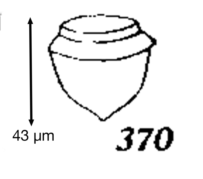 Craterella acuta Kofoid &amp; Campbell, 1929