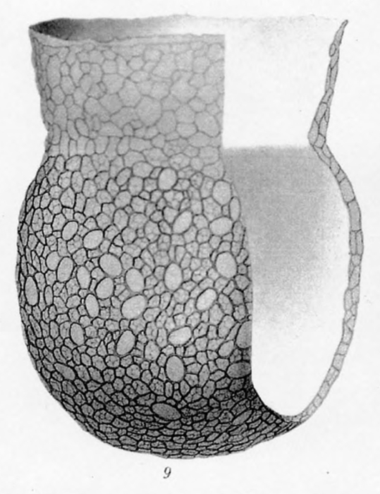 Codonella nationalis Brandt, 1906