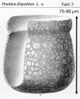 Codonella nationalis var. c Brandt 1906