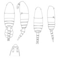 Crustacea (crustaceans)